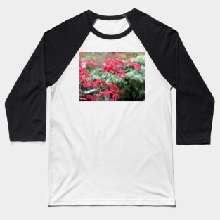 Red Japanese Maple Leaves Baseball T-Shirt